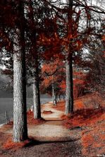 autumn colors2.jpg